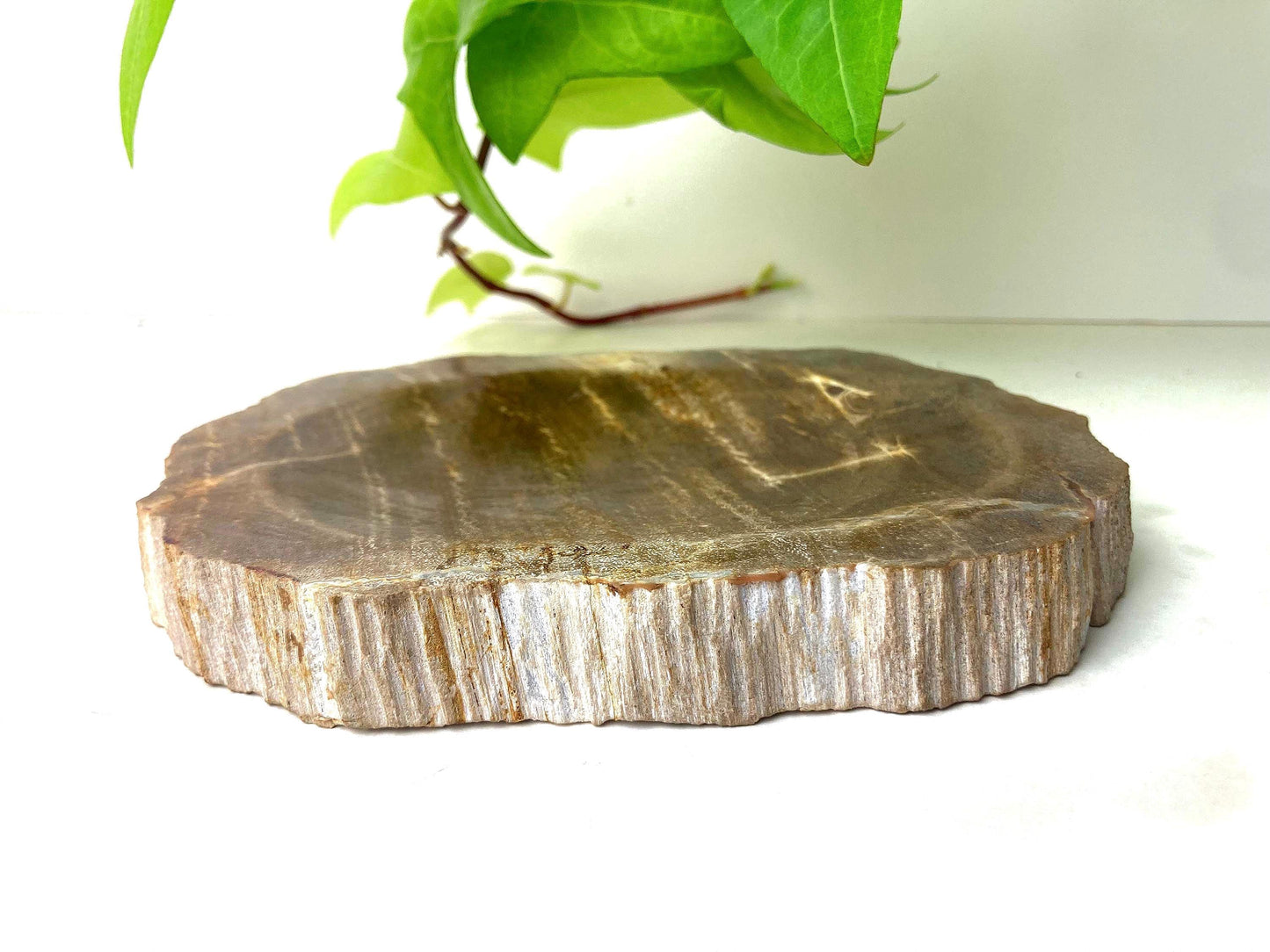 Handcrafted Petrified Wood Soap Dish, Rustic Vanity Tray, Natural Stone Bathroom Spa Decor & Gift