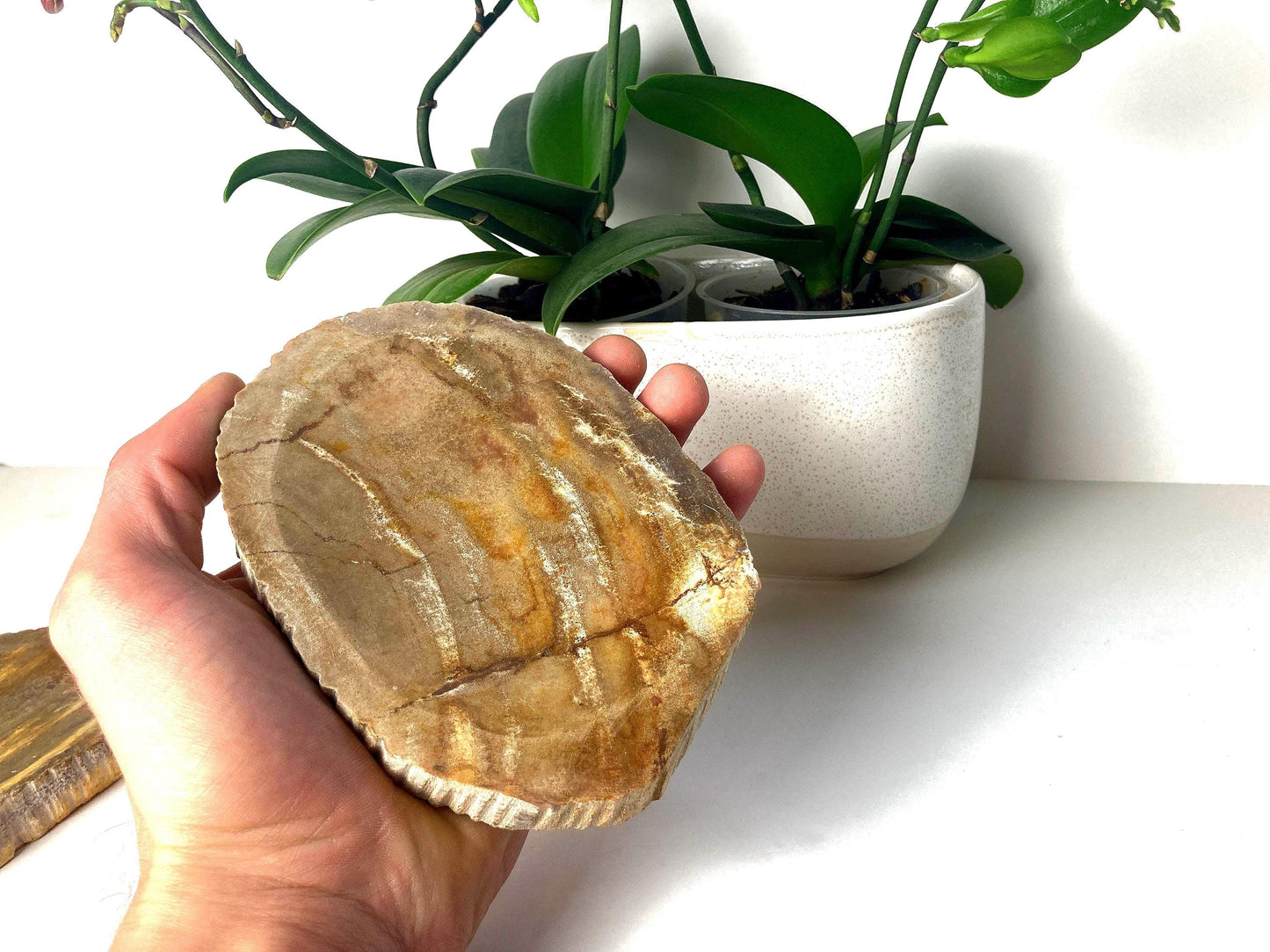 Handcrafted Petrified Wood Soap Dish, Rustic Vanity Tray, Natural Stone Bathroom Spa Decor & Gift