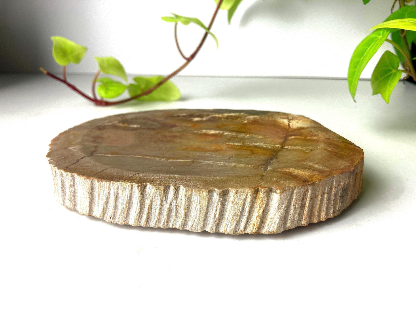 Handcrafted Petrified Wood Soap Dish, Rustic Vanity Tray, Natural Stone Bathroom Spa Decor & Gift